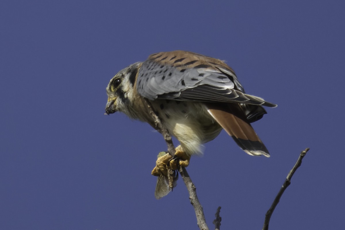 American Kestrel - ML609263736