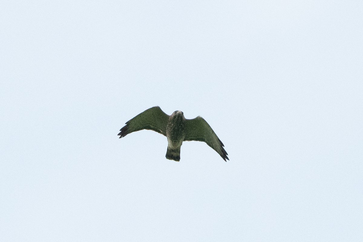 Broad-winged Hawk - ML609263781