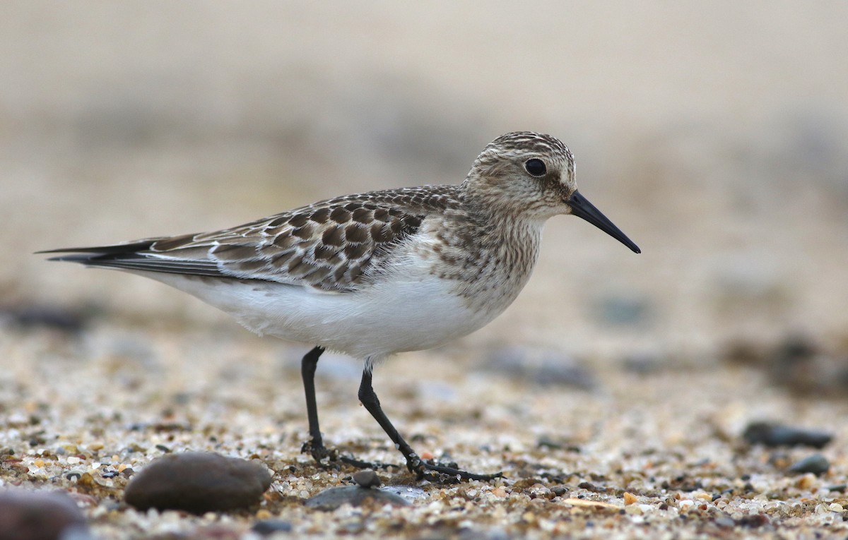 Baird's Sandpiper - Dan Burton