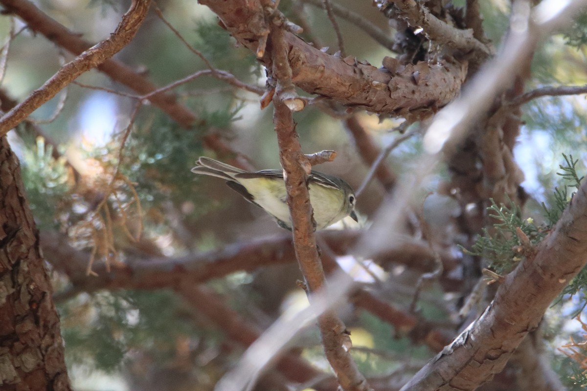 Cassin's Vireo - ML609264028