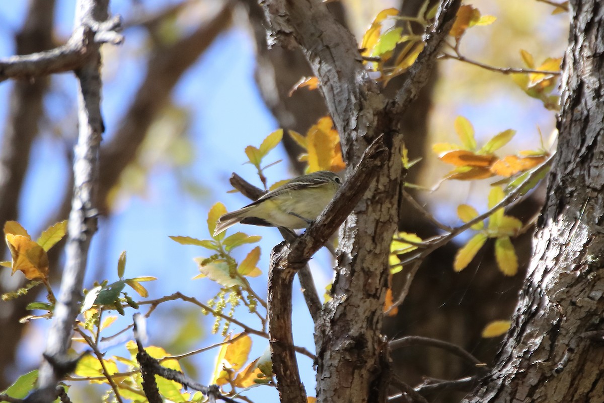 Cassin's Vireo - ML609264038