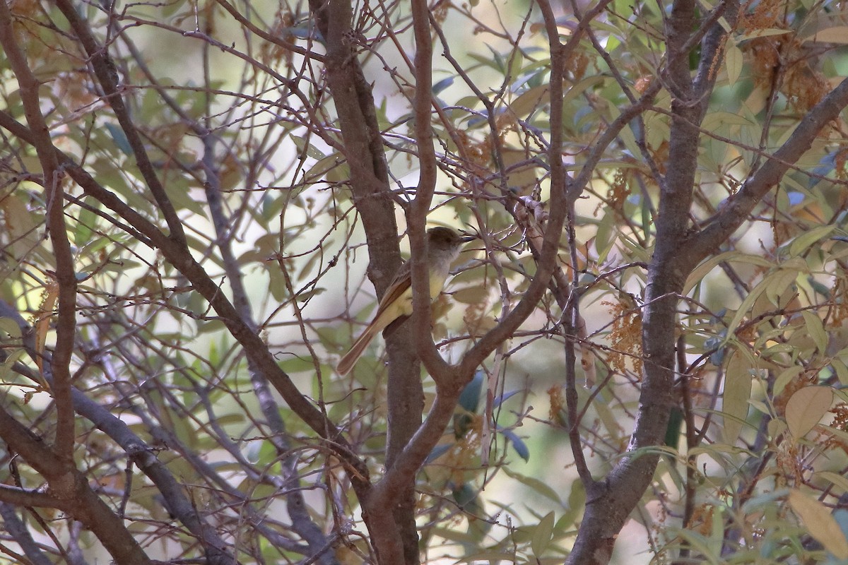 Dusky-capped Flycatcher (olivascens) - Daniel  Bellich