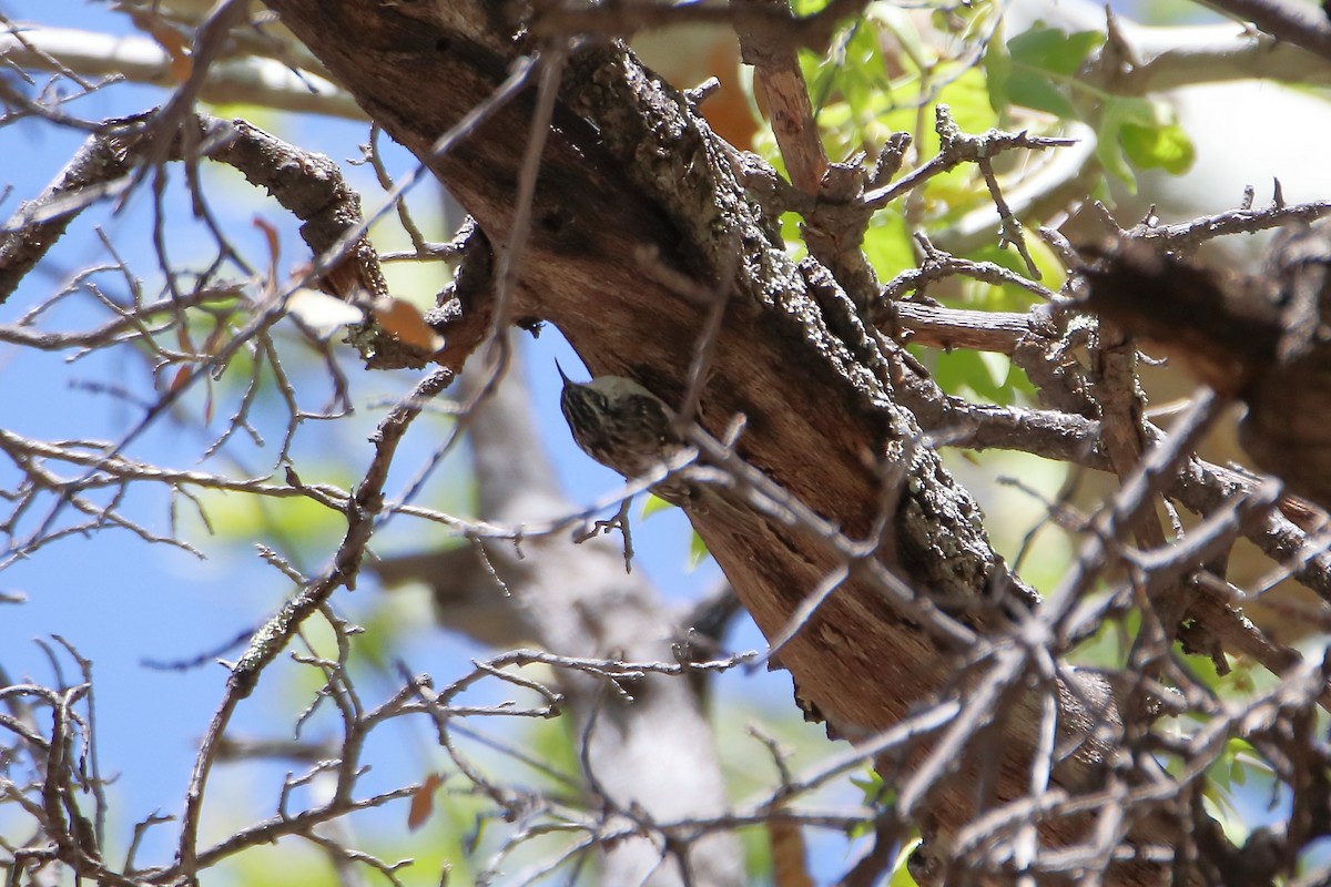 Brown Creeper - ML609264084