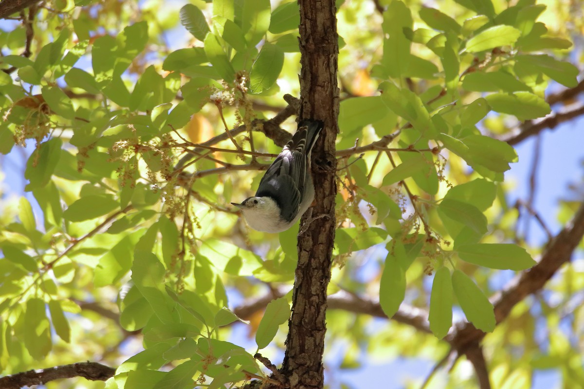 White-breasted Nuthatch (Interior West) - ML609264089