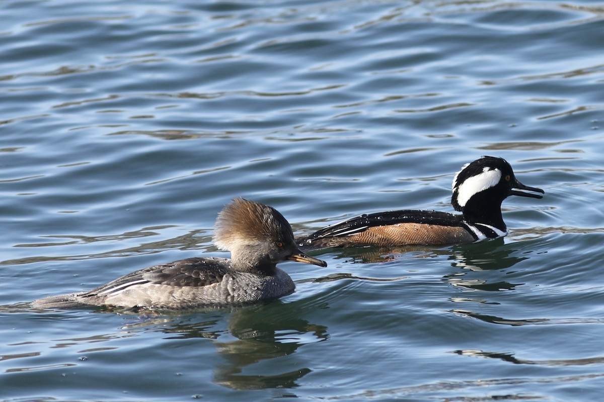 Hooded Merganser - ML609264132