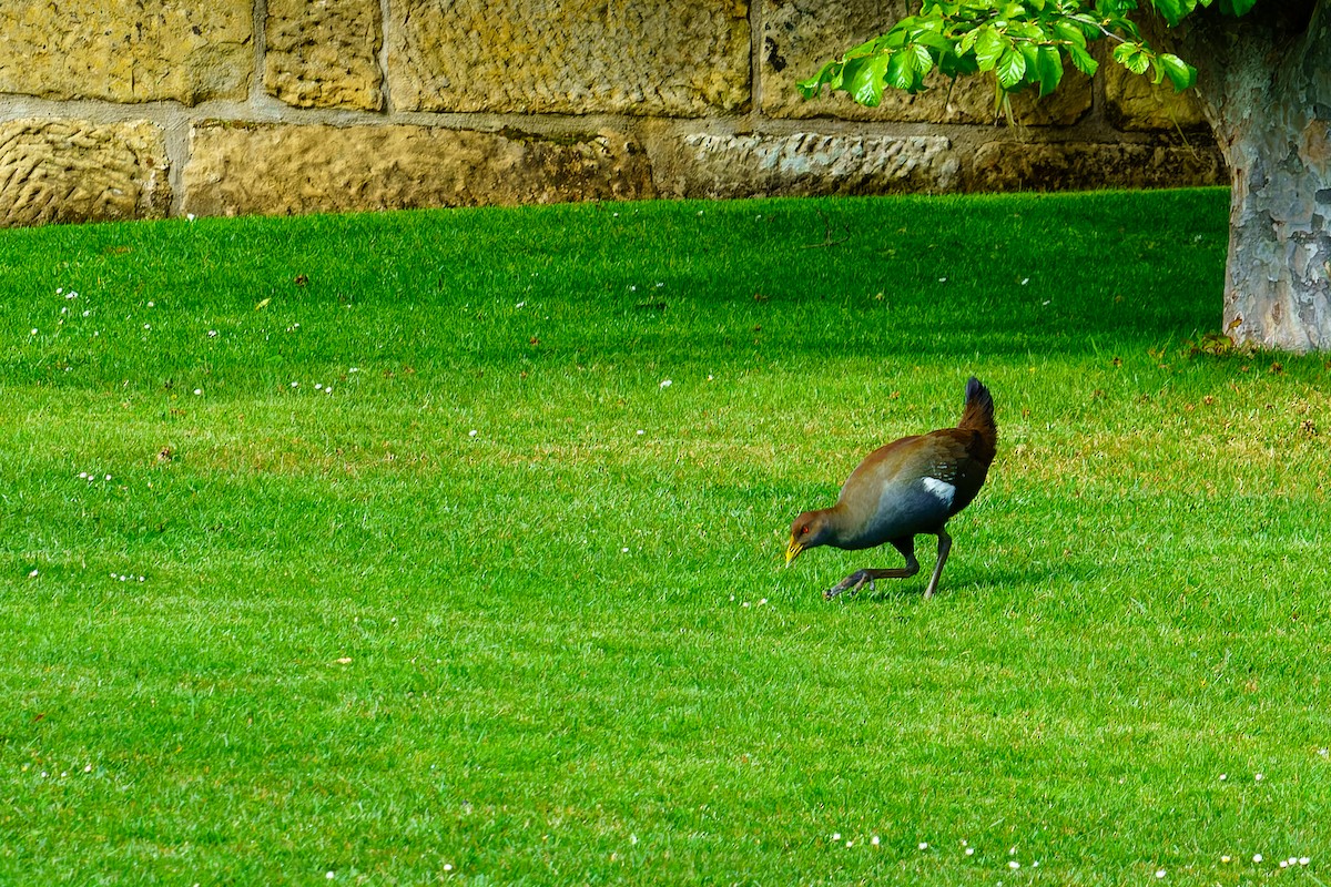 Tasmanian Nativehen - ML609264228