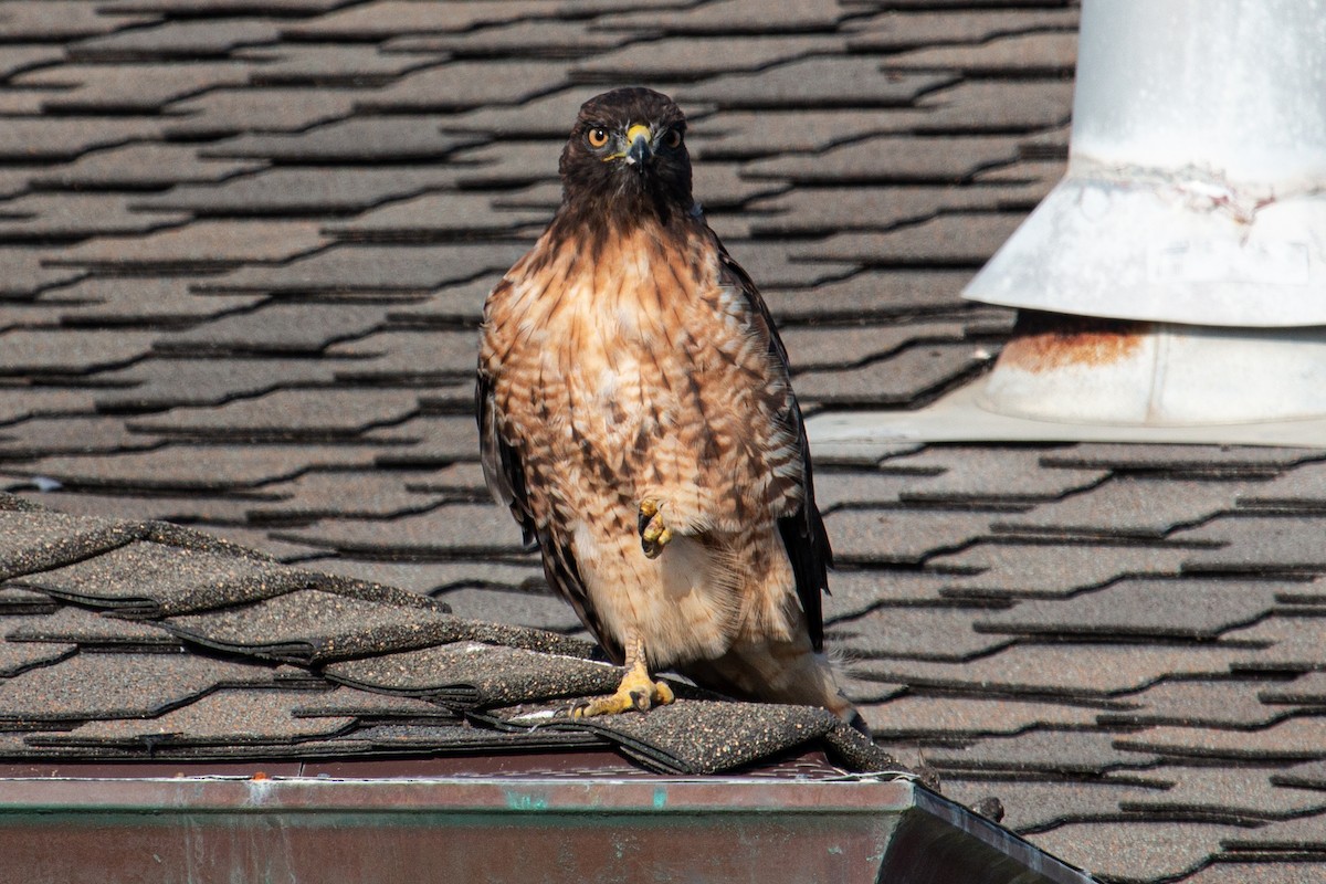 Red-tailed Hawk - ML609264229