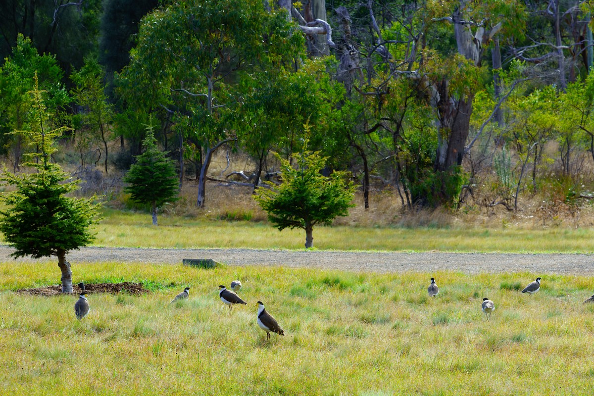 Masked Lapwing - ML609264252