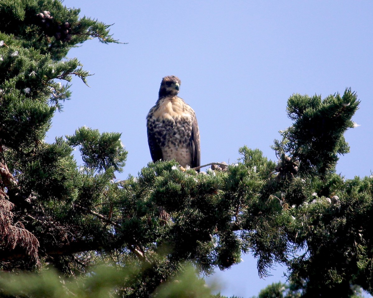 Red-tailed Hawk - ML609264254