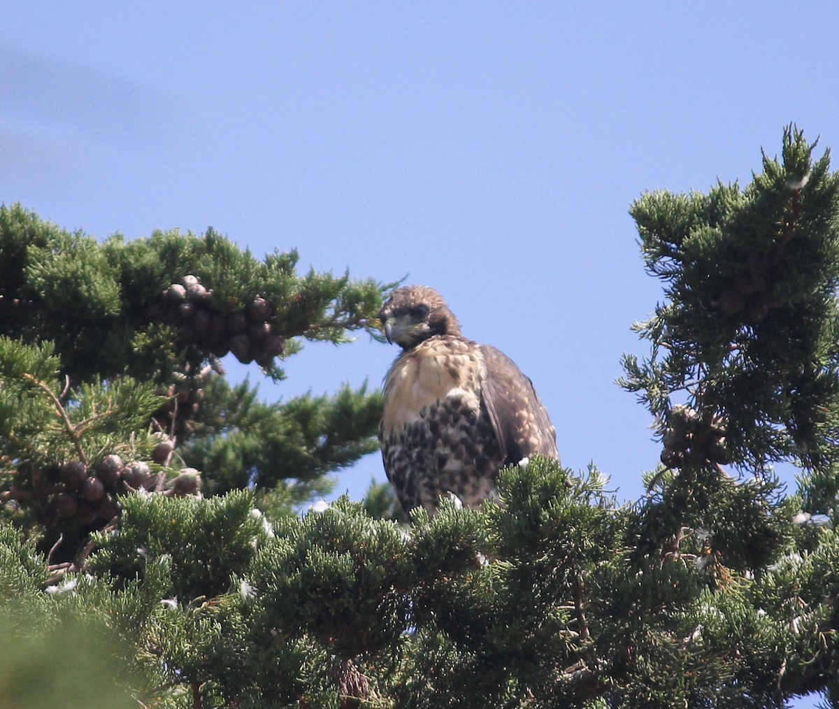 Red-tailed Hawk - ML609264255