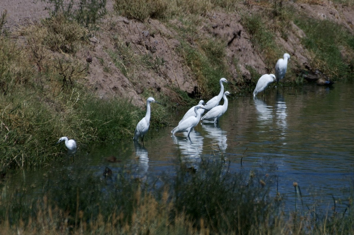 Snowy Egret - Tim DeJonghe