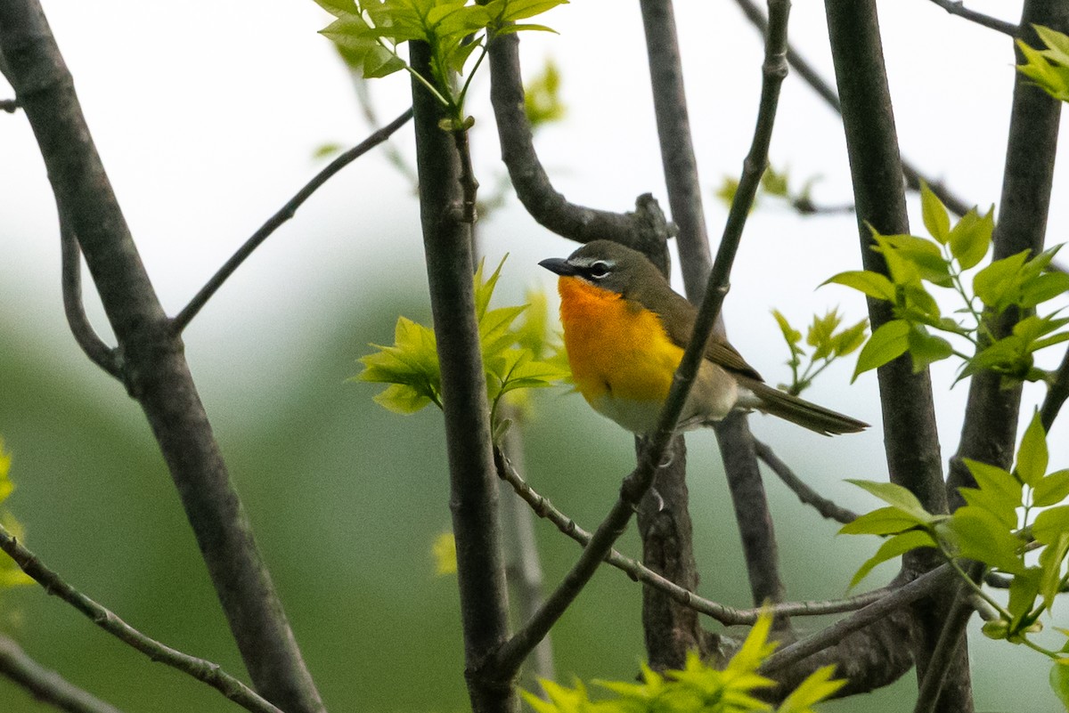 Yellow-breasted Chat - ML609264296