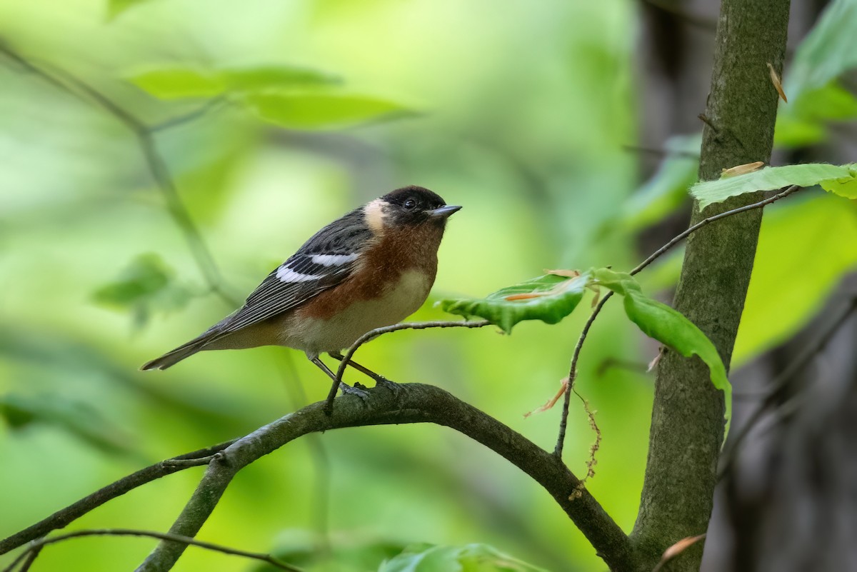 Bay-breasted Warbler - ML609264401