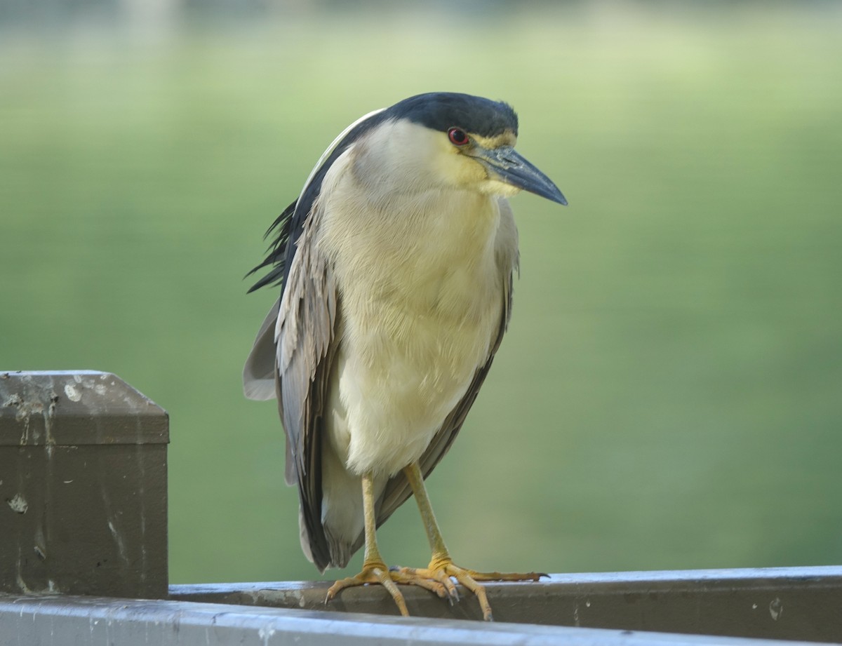 Black-crowned Night Heron - ML60926441