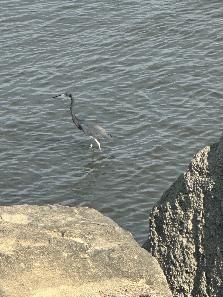 Tricolored Heron - ML609264413