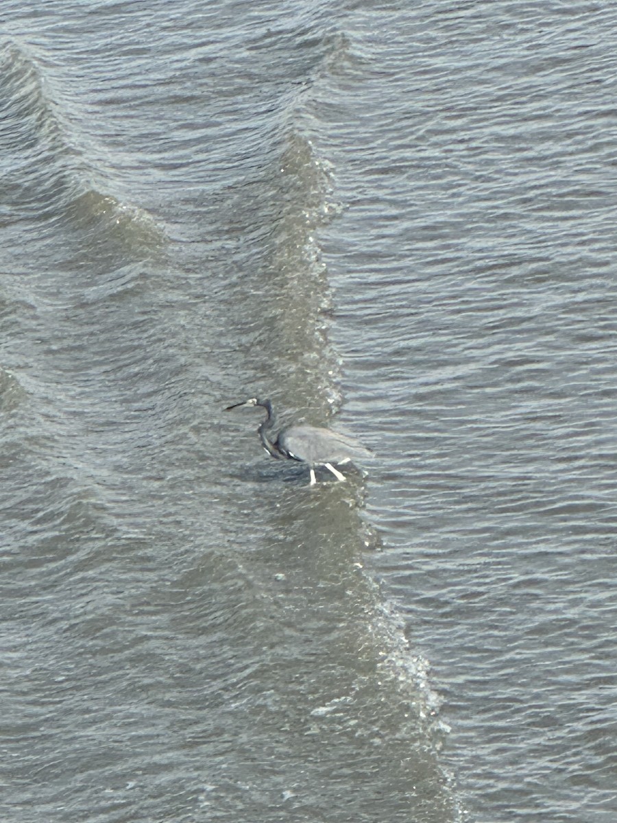 Tricolored Heron - ML609264435