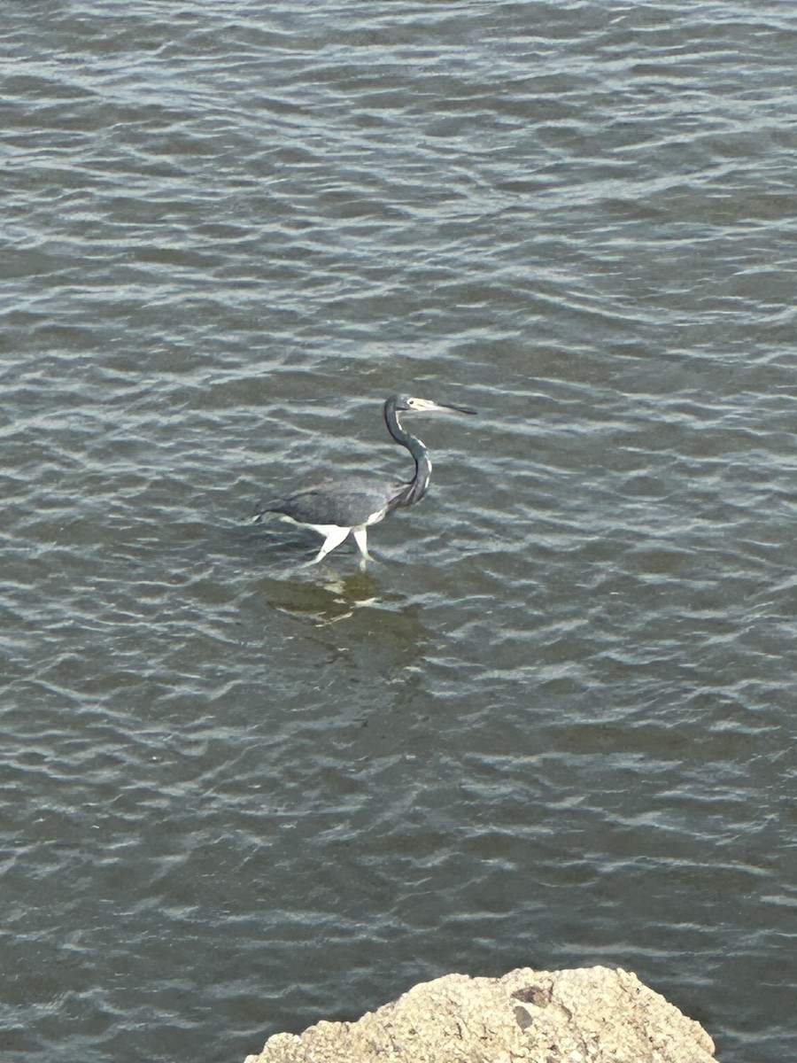 Tricolored Heron - ML609264436