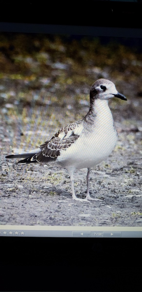 Sabine's Gull - steven friend