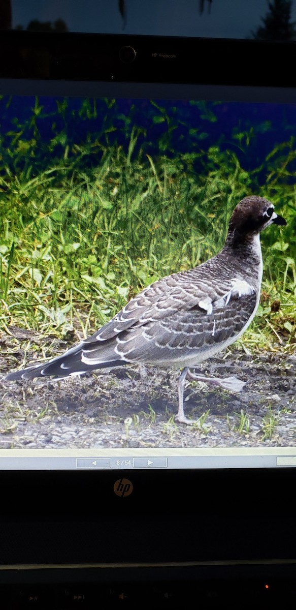 Sabine's Gull - ML609264521