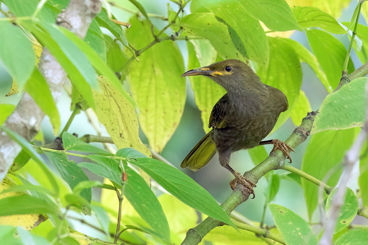 Duetting Giant-Honeyeater - David Irving