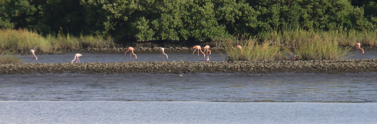 American Flamingo - ML609264642