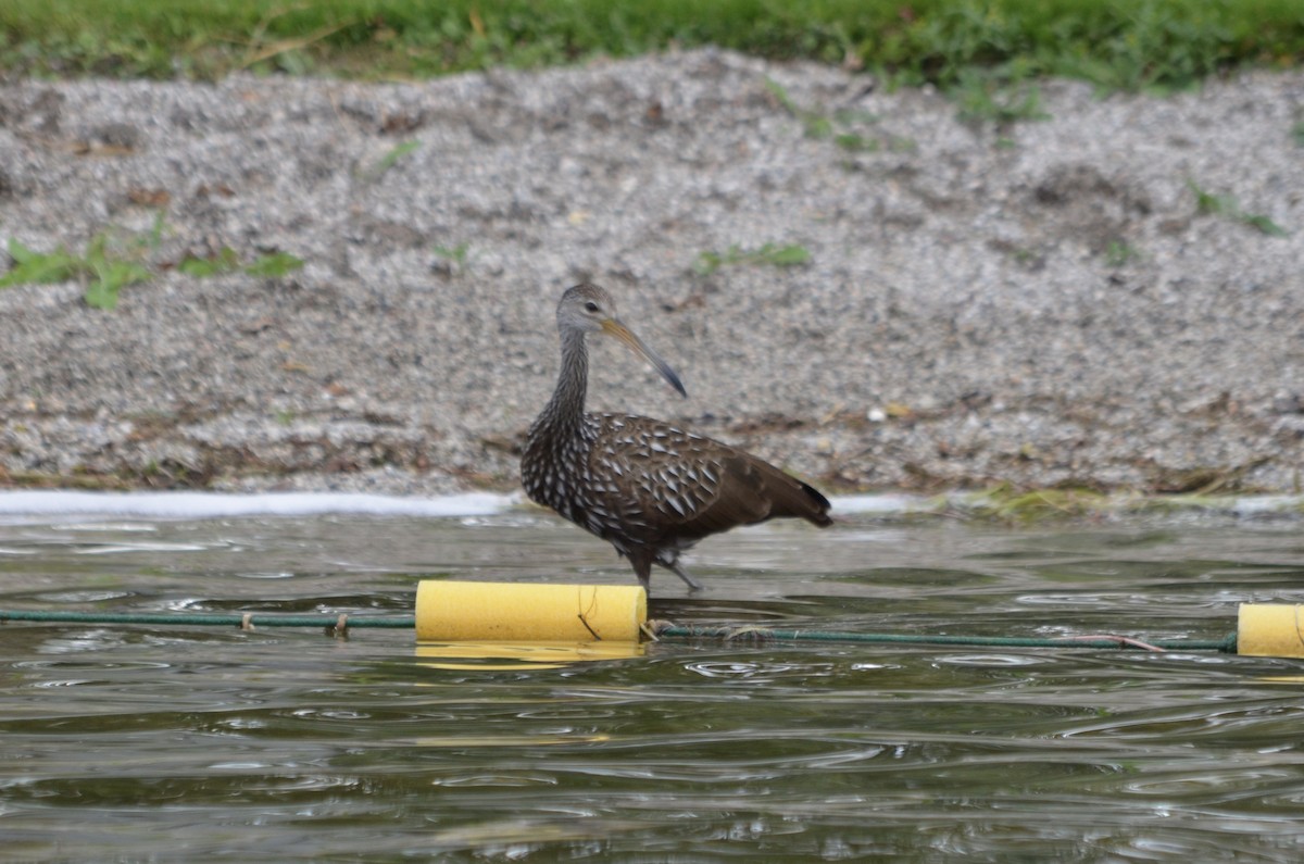 kurlan chřástalovitý - ML609264650