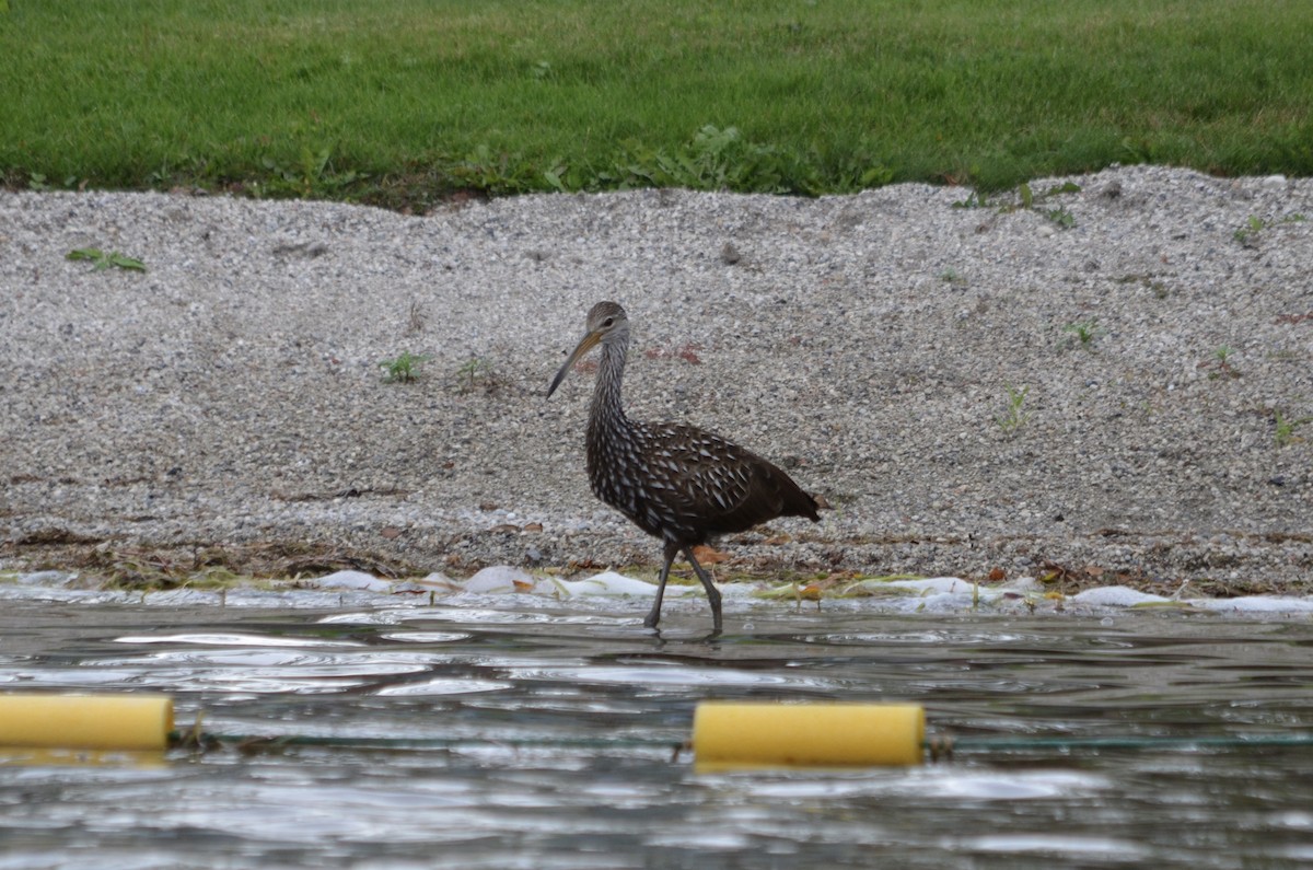 kurlan chřástalovitý - ML609264651