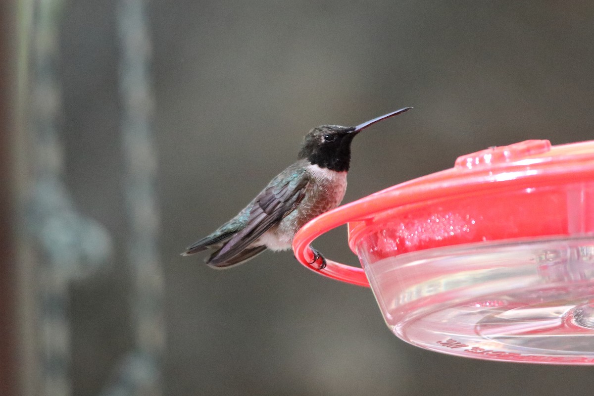 Black-chinned Hummingbird - ML609264657