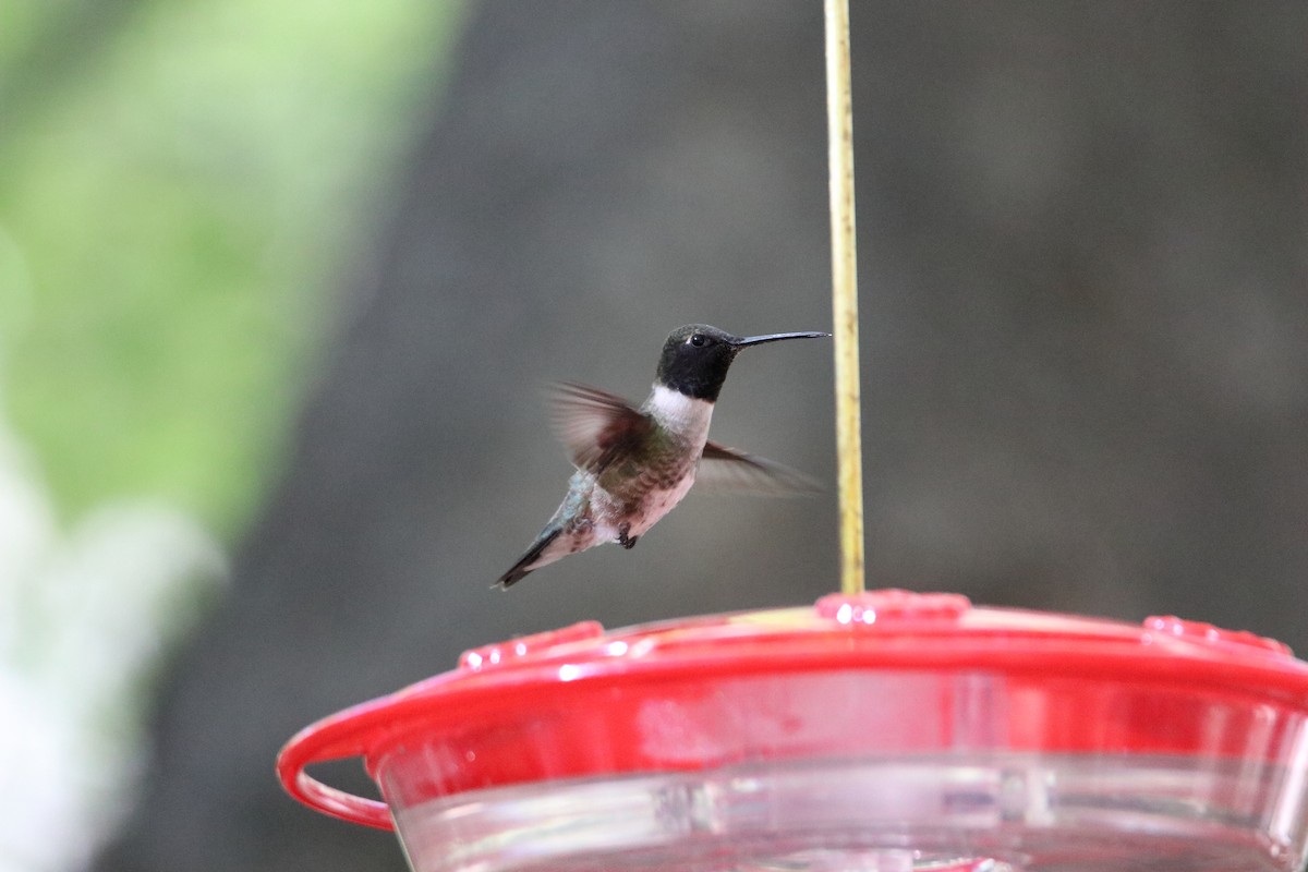 Black-chinned Hummingbird - ML609264689