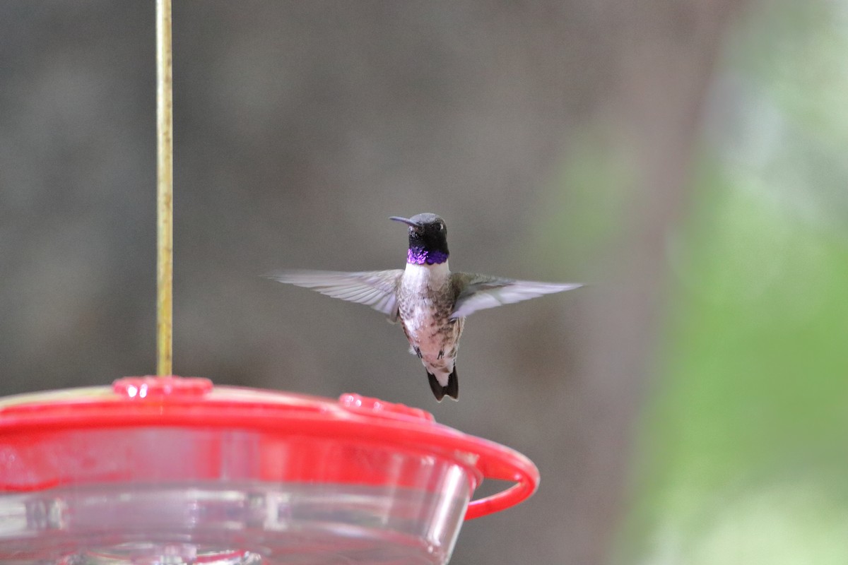 Black-chinned Hummingbird - ML609264690
