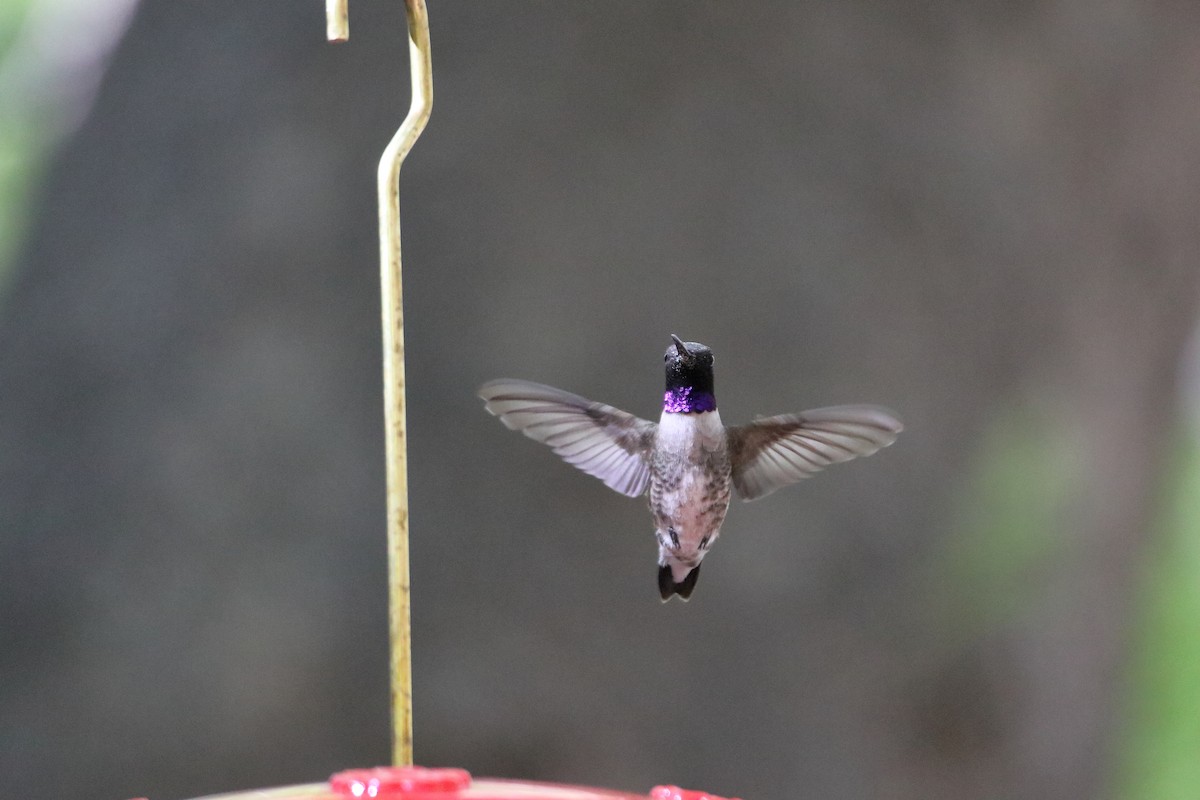 Black-chinned Hummingbird - ML609264694