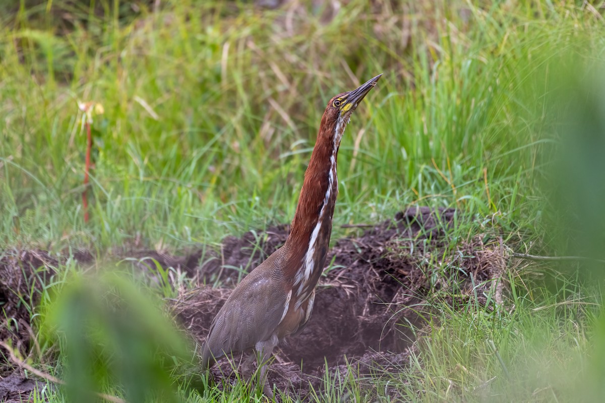 Rufescent Tiger-Heron - Michael Herrera