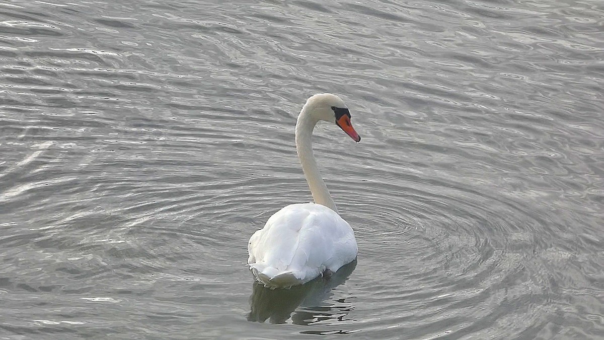 Mute Swan - ML609264819