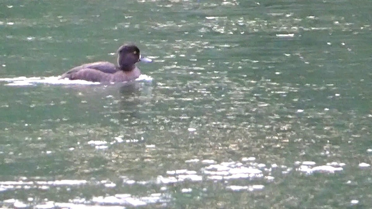 Tufted Duck - ML609264855