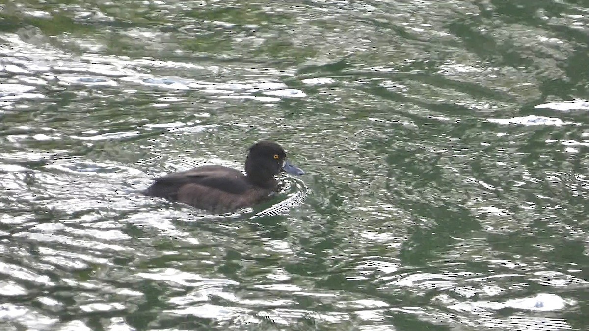 Tufted Duck - ML609264856