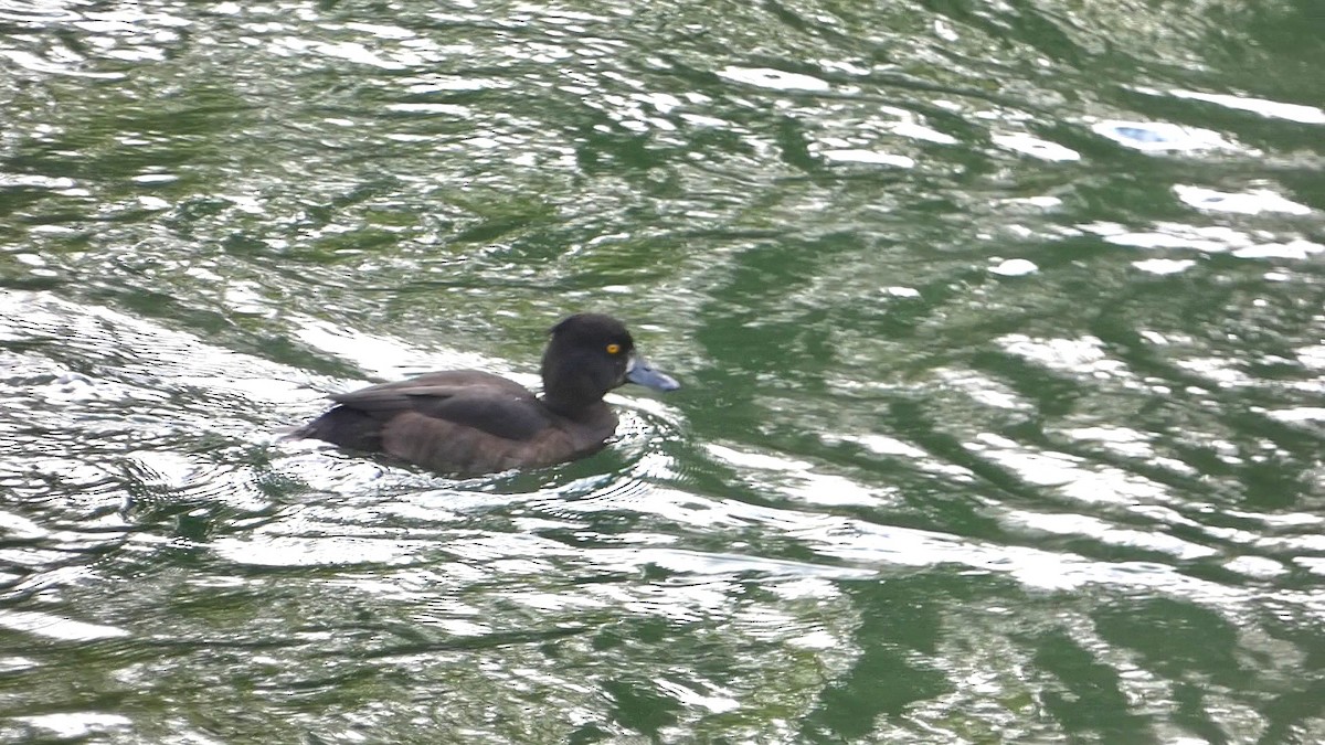 Tufted Duck - ML609264857