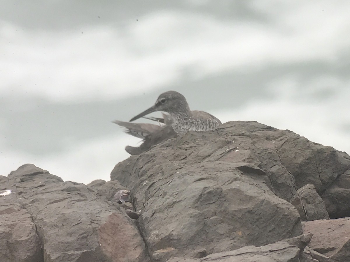 Wandering Tattler - ML609264864