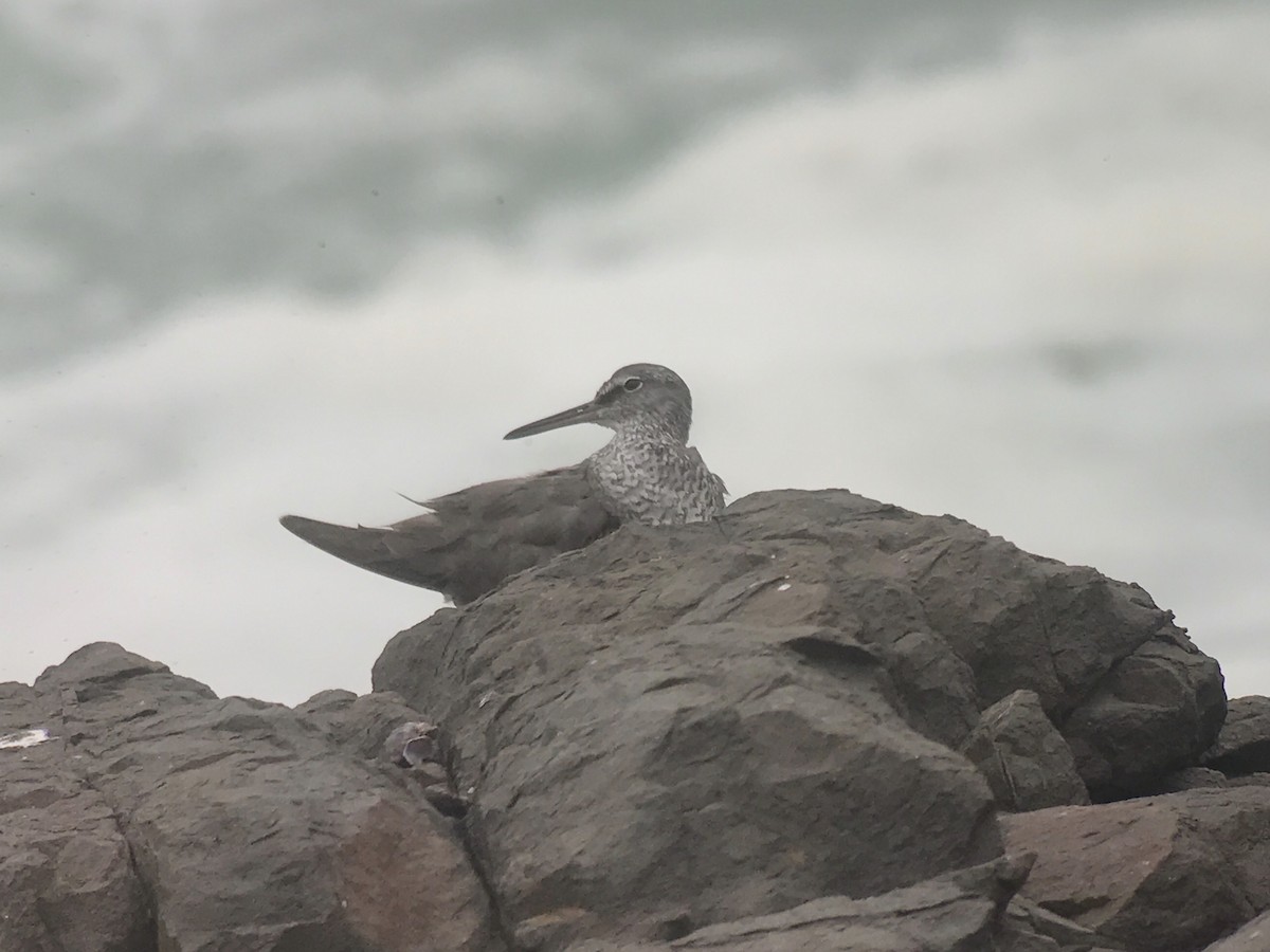 Wandering Tattler - ML609264866