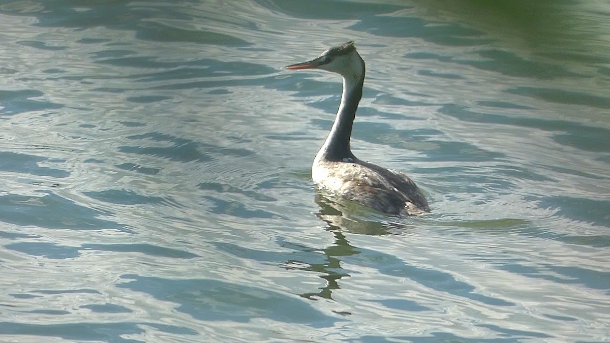 Great Crested Grebe - ML609264873