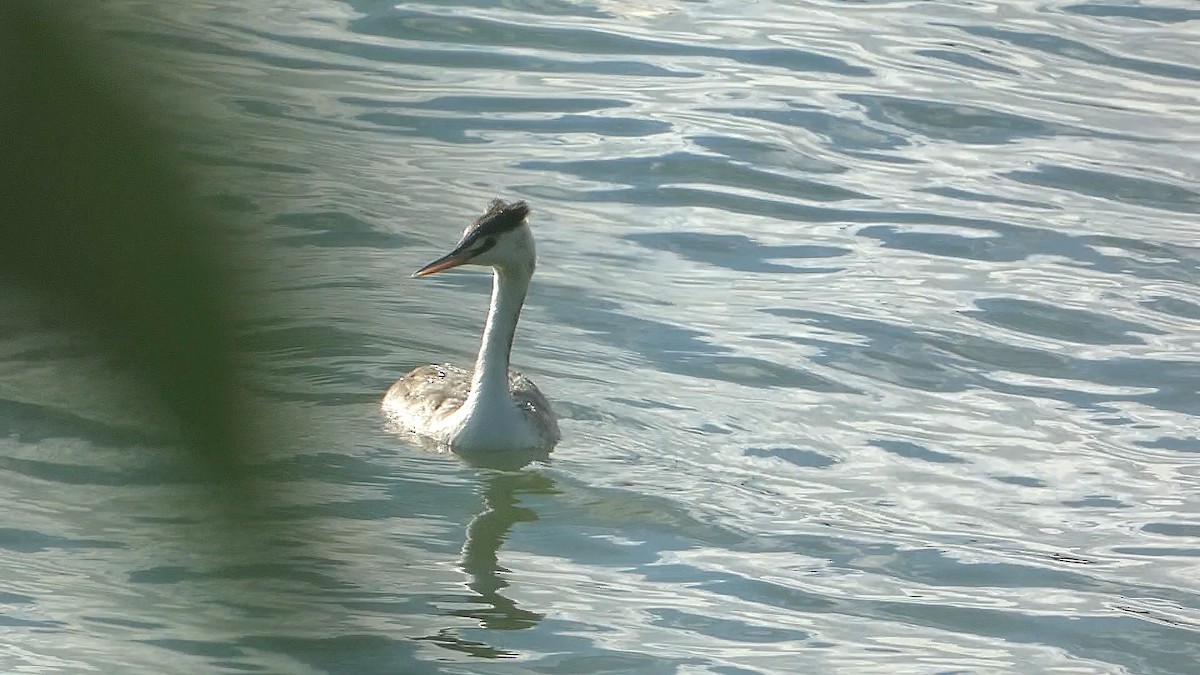 Great Crested Grebe - ML609264874