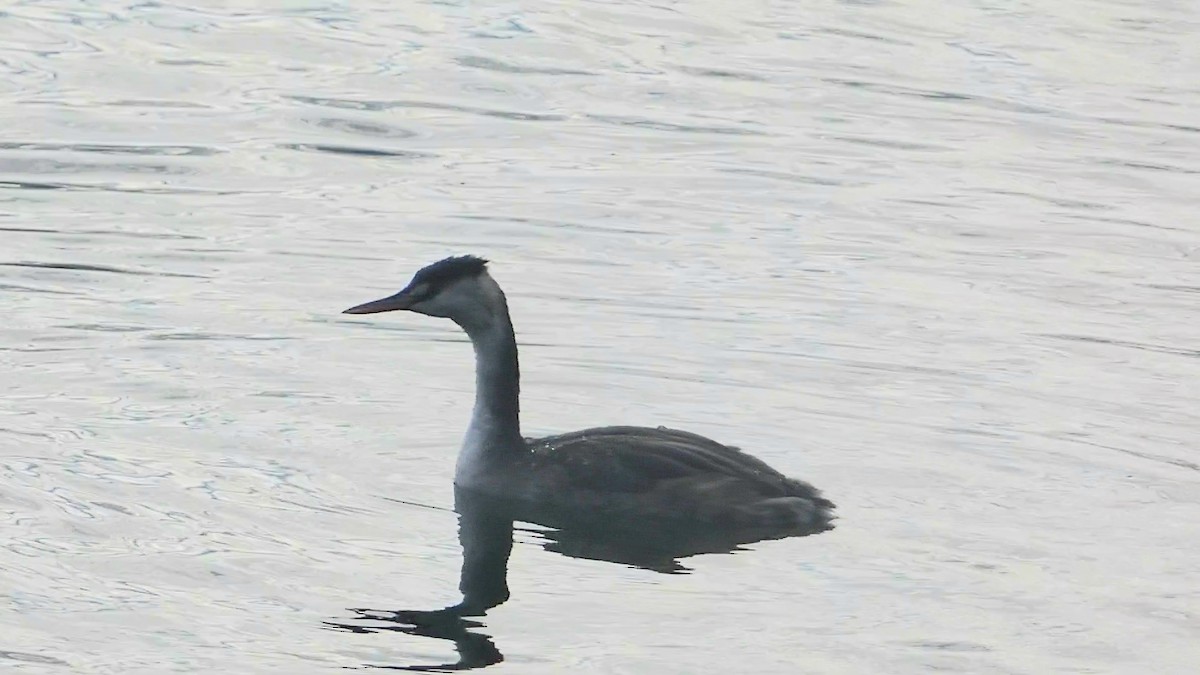 Great Crested Grebe - ML609264875