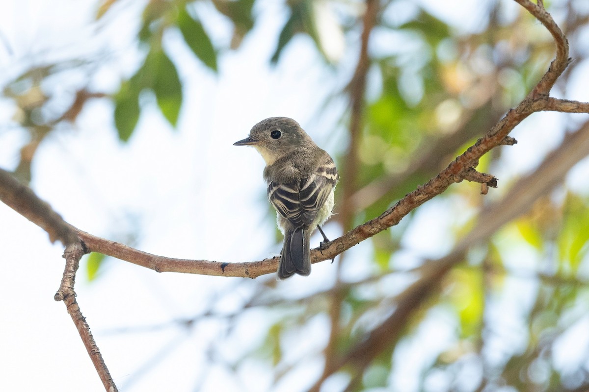 Gray/Dusky Flycatcher - ML609264935