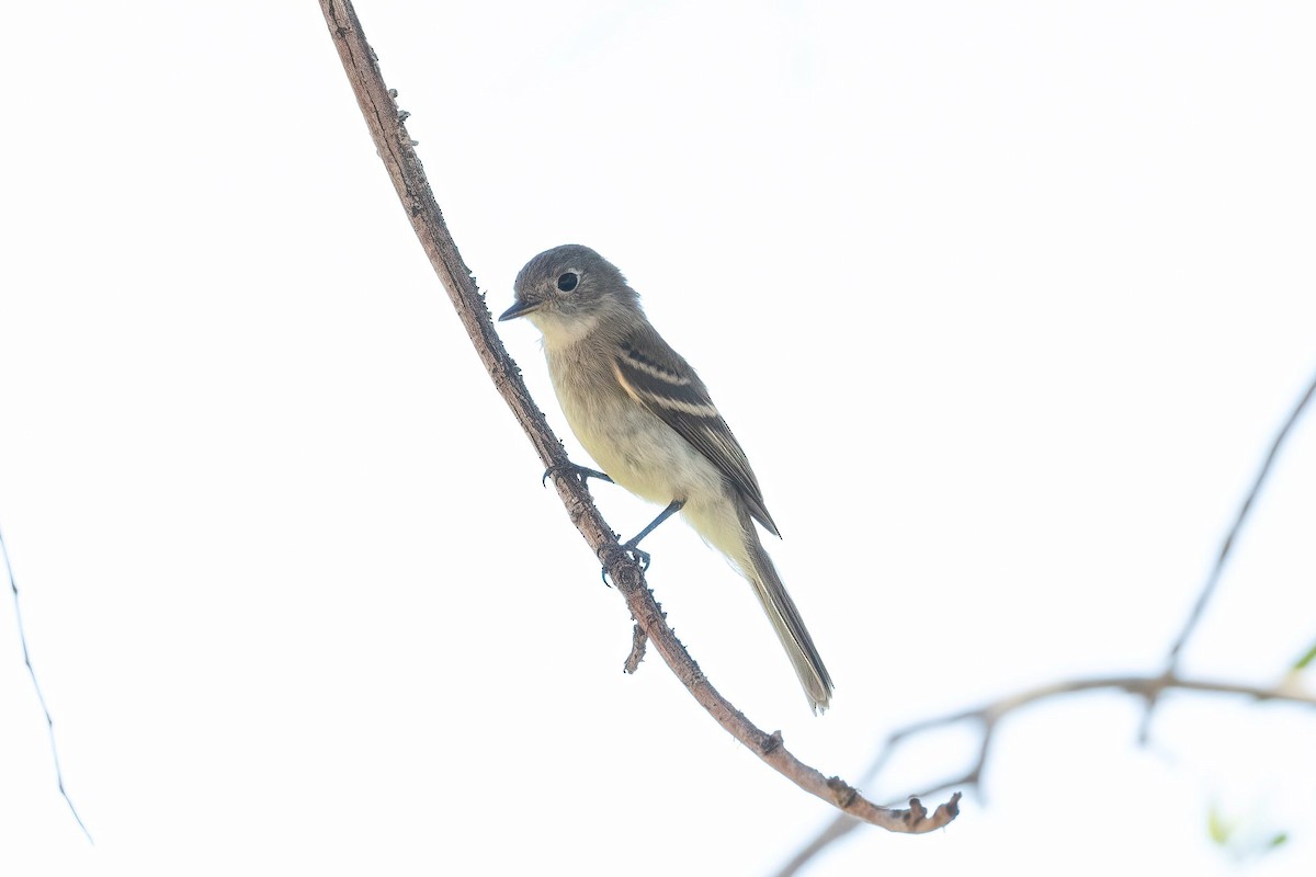 Gray/Dusky Flycatcher - ML609264936