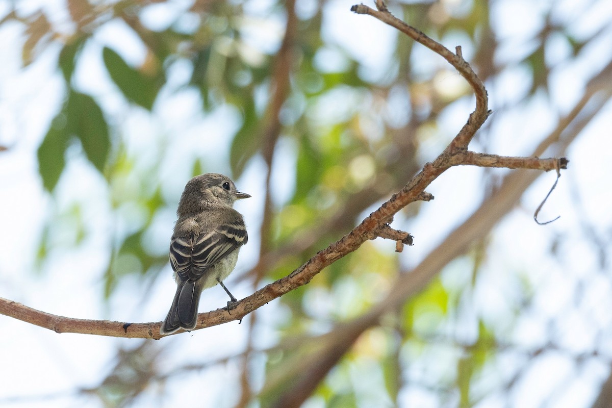 Gray/Dusky Flycatcher - ML609264937