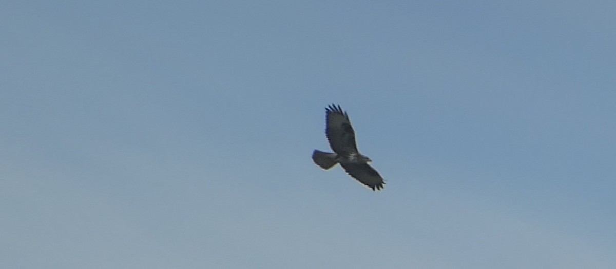 Common Buzzard - ML609264969