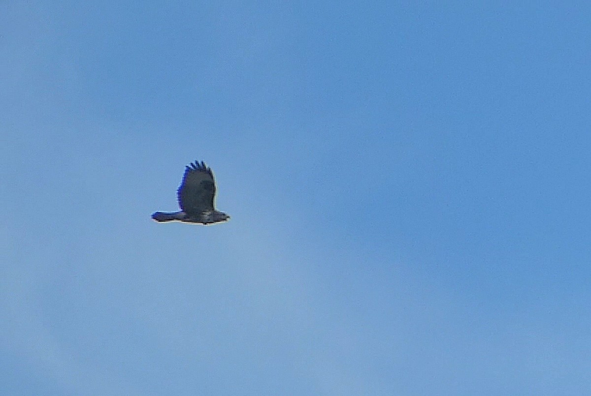 Common Buzzard - ML609264971