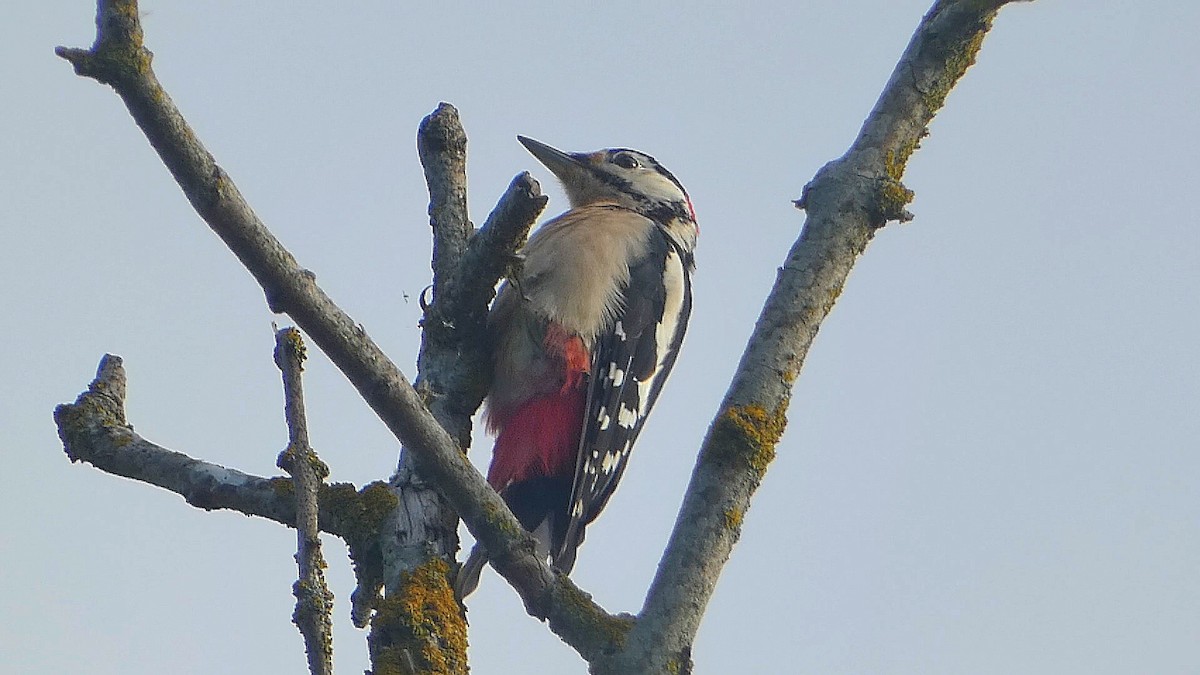 Great Spotted Woodpecker - ML609265058