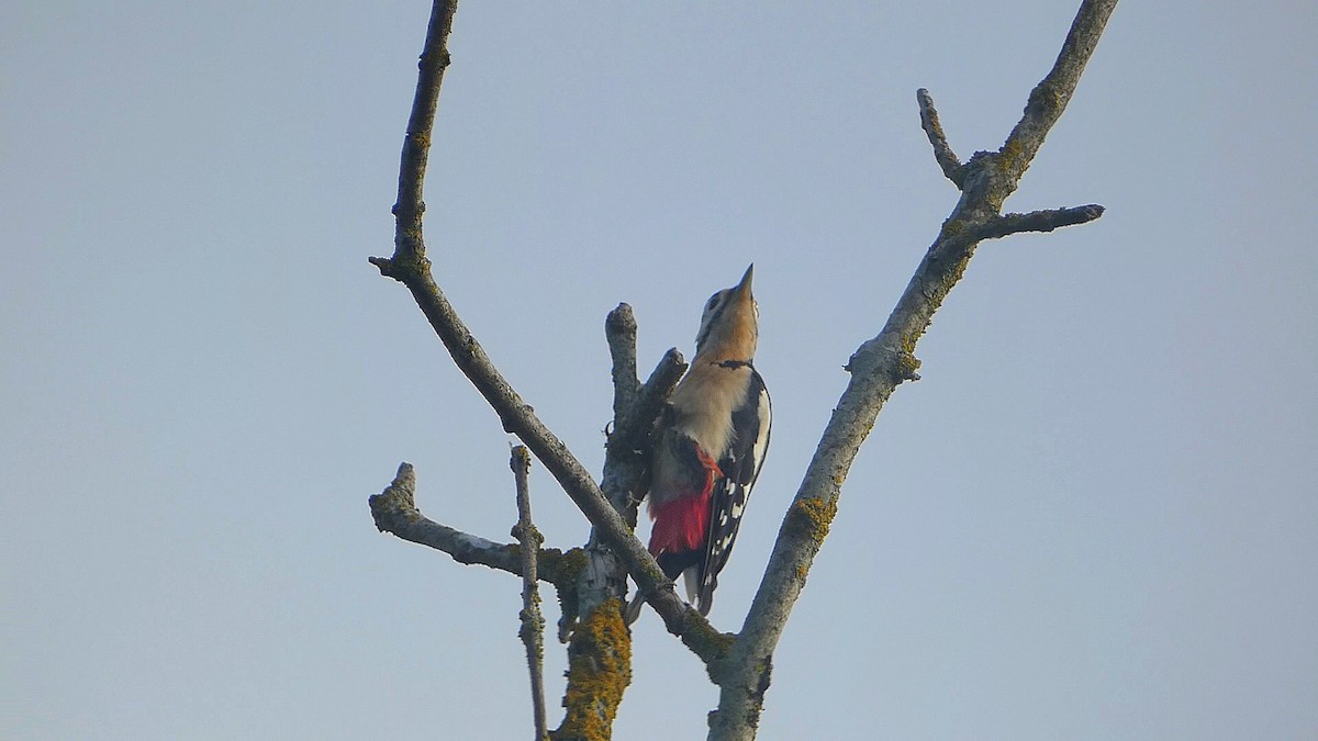 Great Spotted Woodpecker - ML609265059