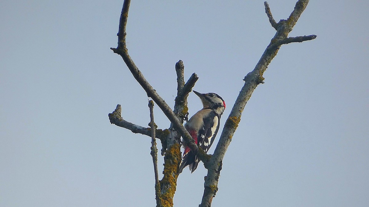 Great Spotted Woodpecker - ML609265060