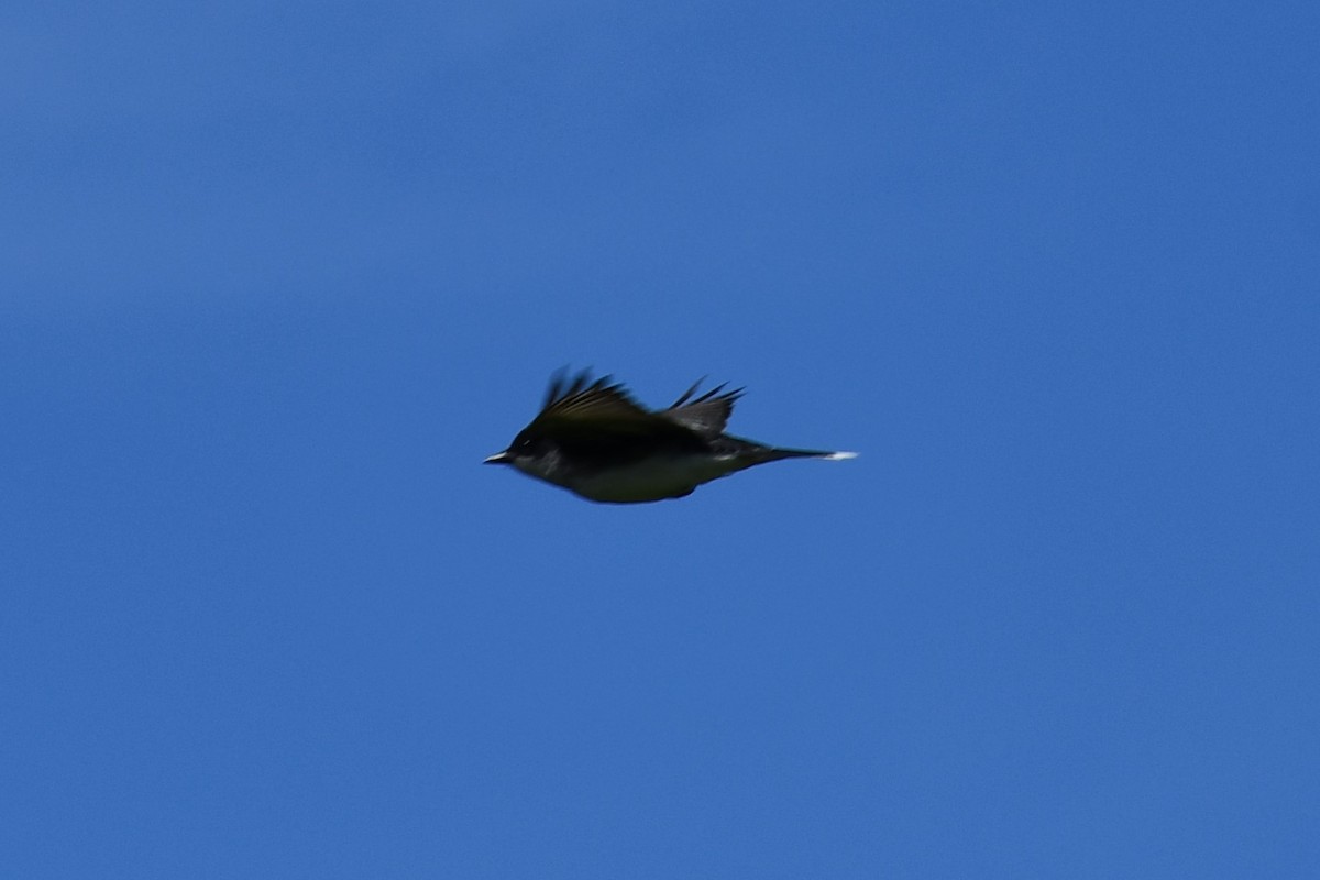 Eastern Kingbird - ML609265141